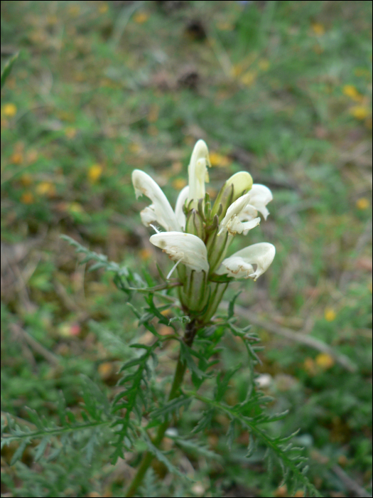 Prunella laciniata (L.) (=P.alba)