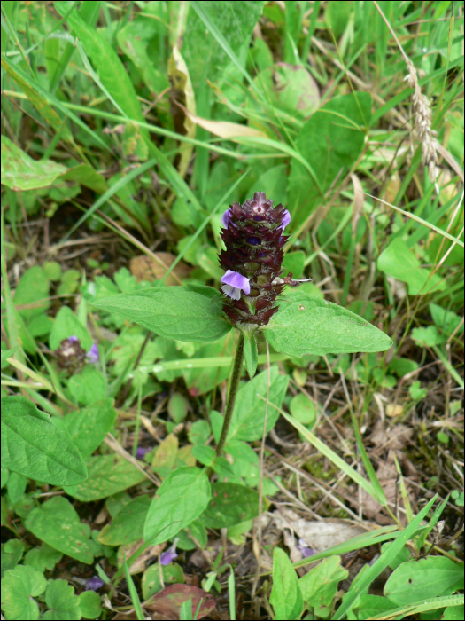 Prunella vulgaris L.