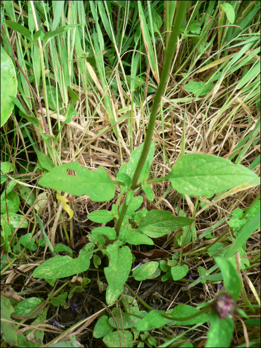 Prunella vulgaris L.