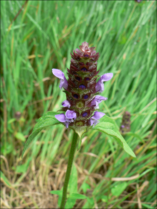 Prunella vulgaris L.