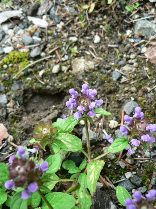 Prunella vulgaris L.