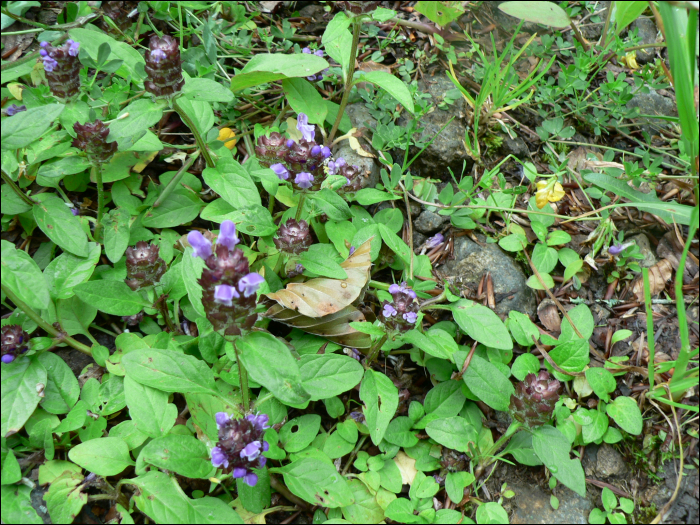 Prunella vulgaris L.