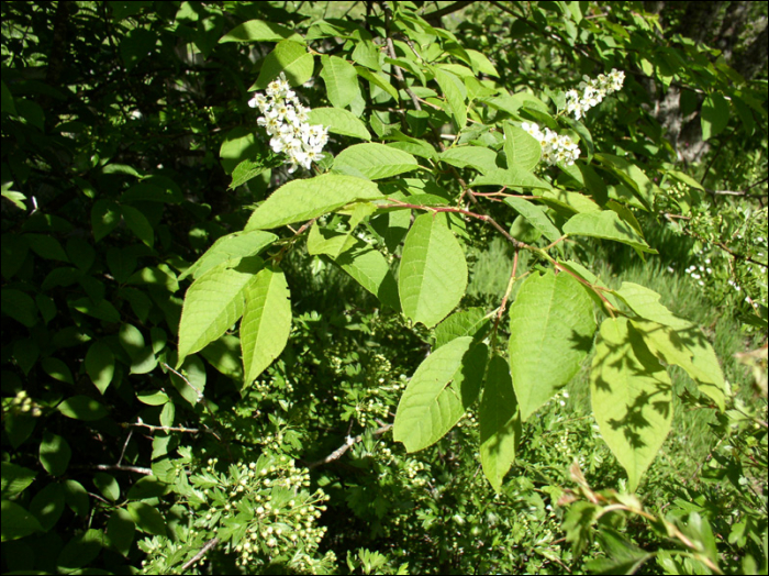 Prunus padus