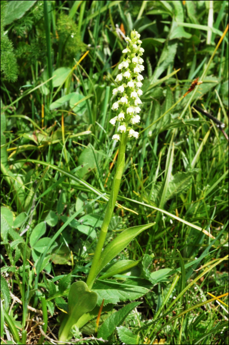 Pseudorchis albida (L.) (=Leucorchis albida)