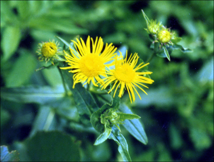 Pulicaria dysenterica (L.)