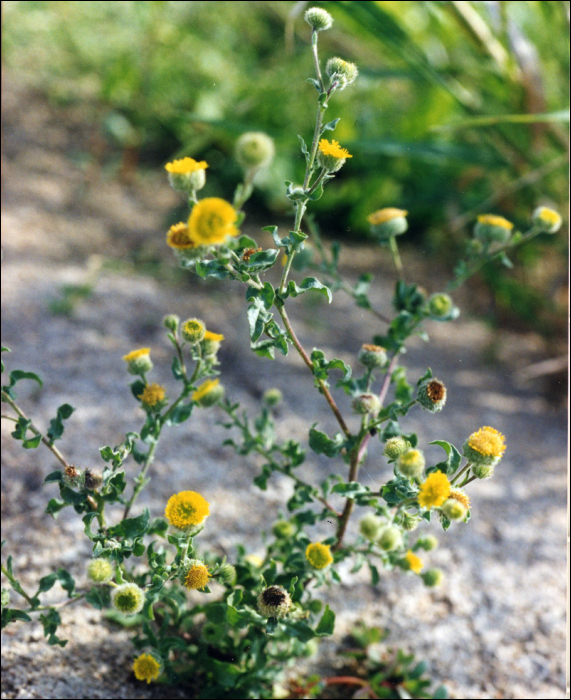 Pulicaria vulgaris