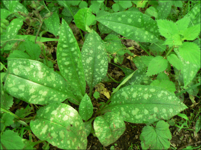 Pulmonaria affinis Jord.