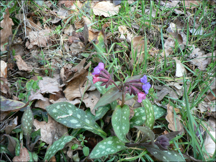 Pulmonaria affinis Jord.