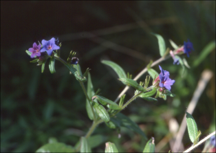 Pulmonaria angustifolia L.