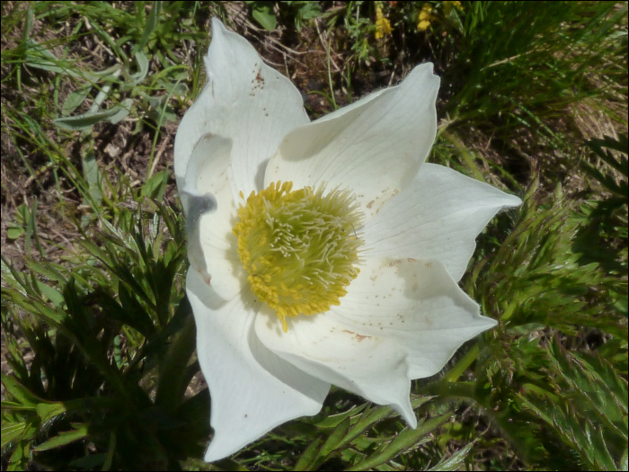Pulsatilla alpina Delarbre (=Anemone alpina)