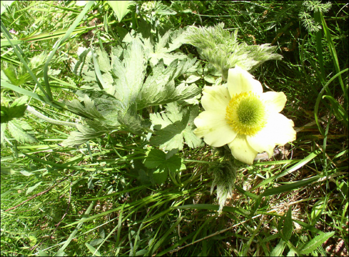 Pulsatilla alpina Delarbre (=Anemone alpina)