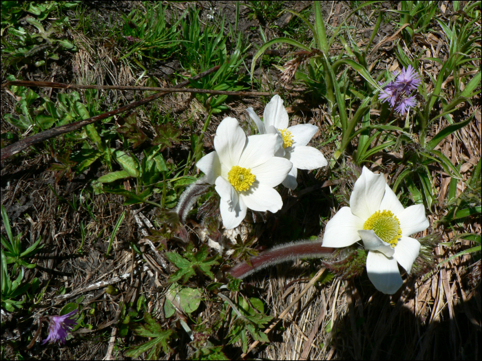 Pulsatilla alpina Delarbre (=Anemone alpina)