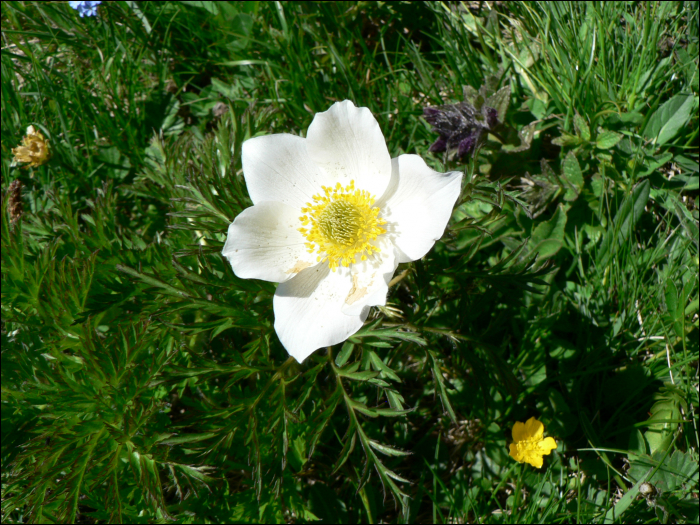 Pulsatilla alpina Delarbre (=Anemone alpina)