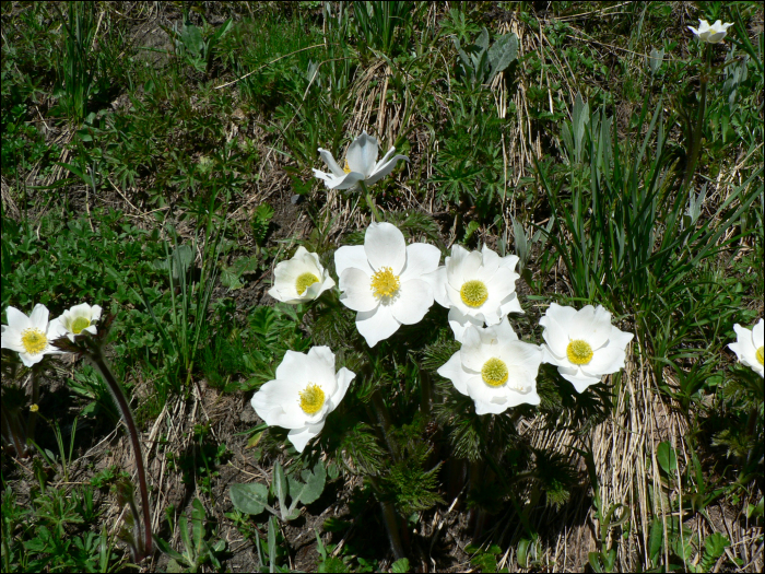 Pulsatilla alpina Delarbre (=Anemone alpina)