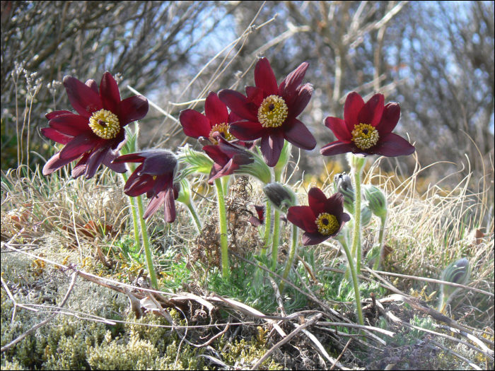 Pulsatilla rubra