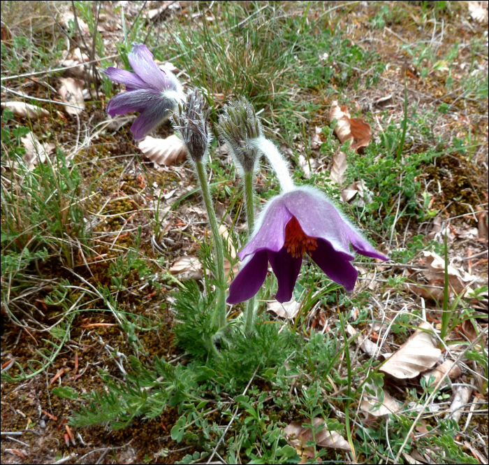 Pulsatilla rubra