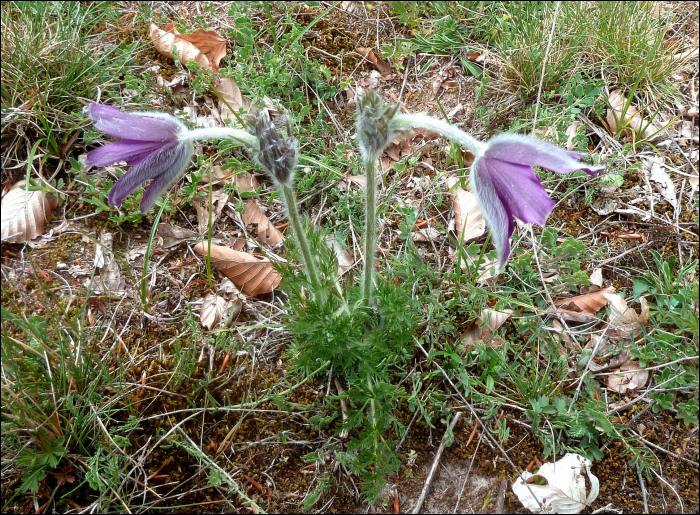 Pulsatilla rubra