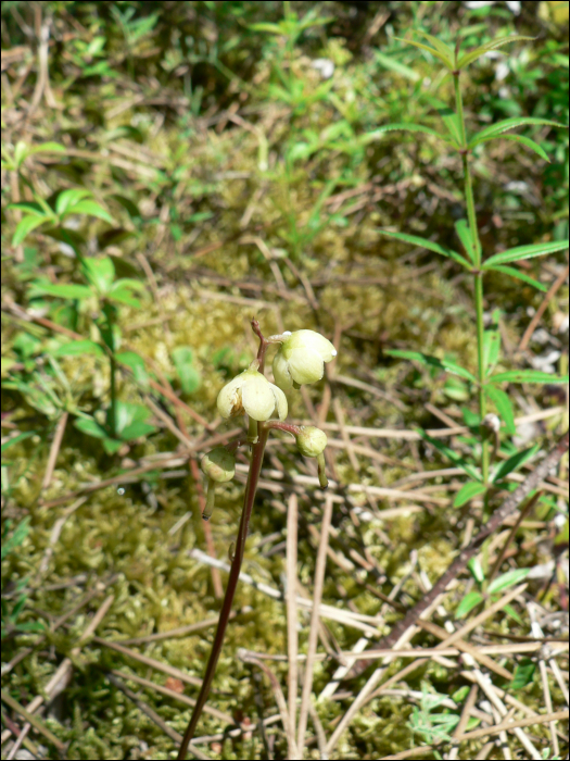 Pyrola chlorantha