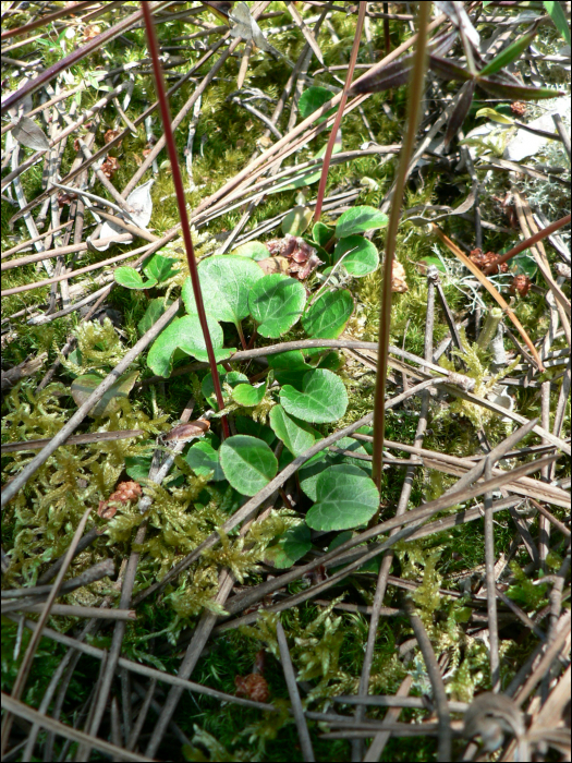 Pyrola chlorantha