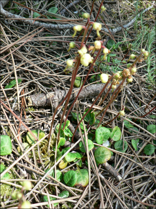 Pyrola chlorantha