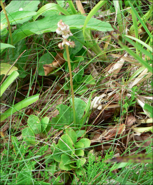 Pyrola minor  L.