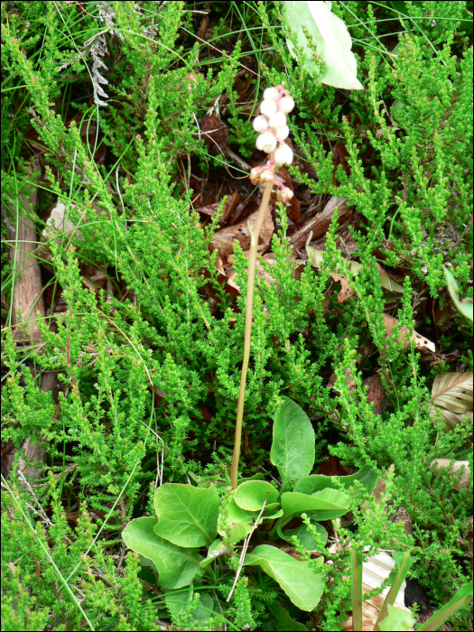 Pyrola minor  L.