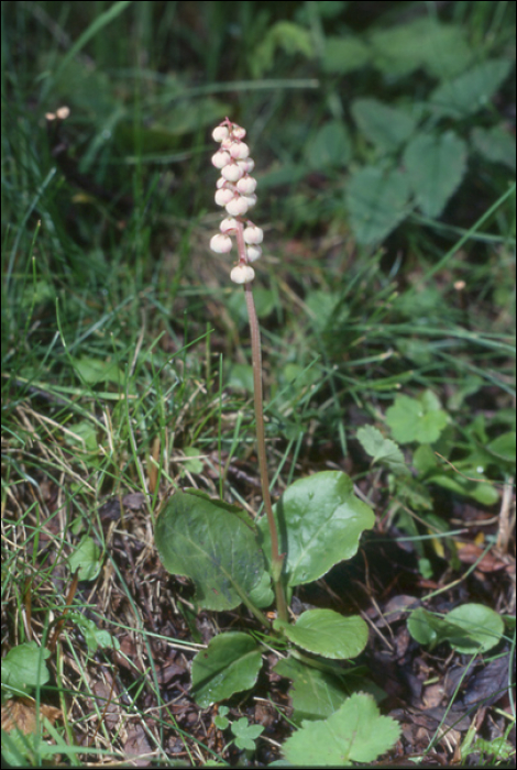 Pyrola rotundifolia L.