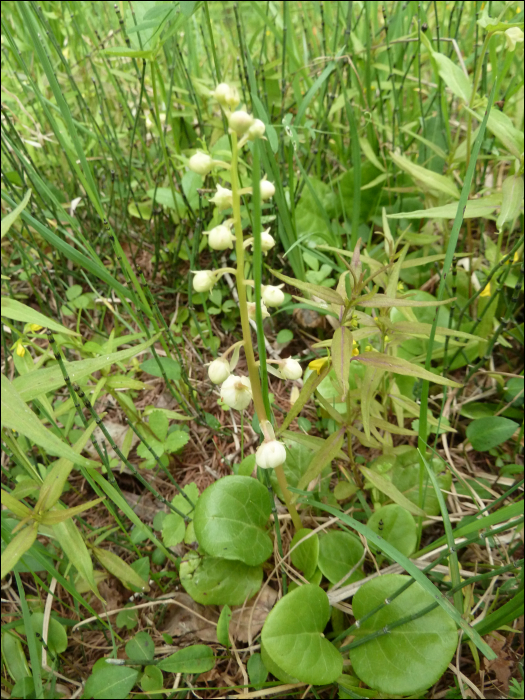 Pyrola rotundifolia L.