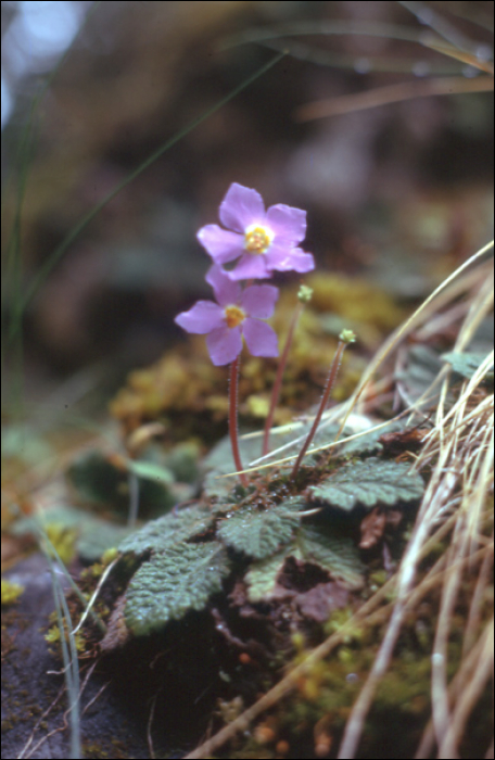 Ramonda myconi (L.) (=R. pyrenaïca)