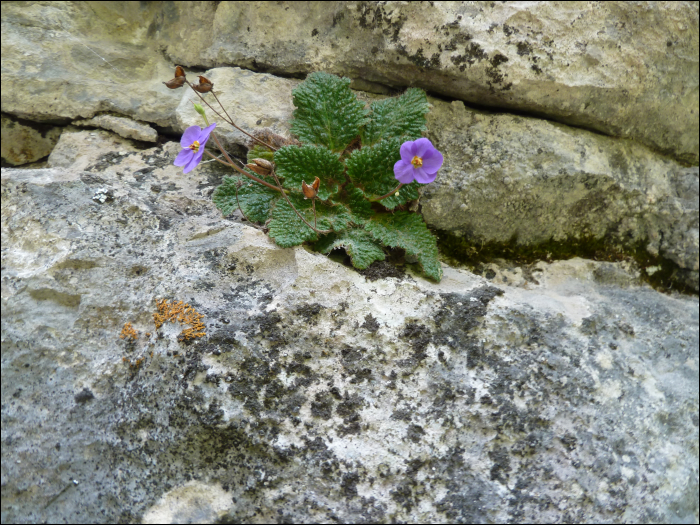 Ramonda myconi (L.) (=R. pyrenaïca)