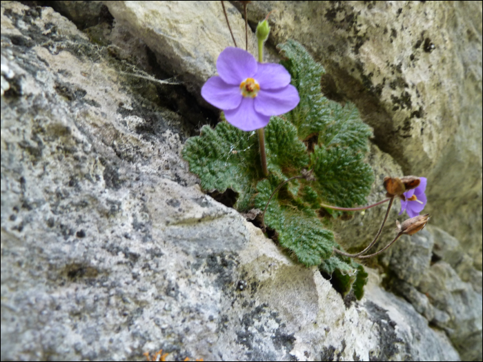 Ramonda myconi (L.) (=R. pyrenaïca)