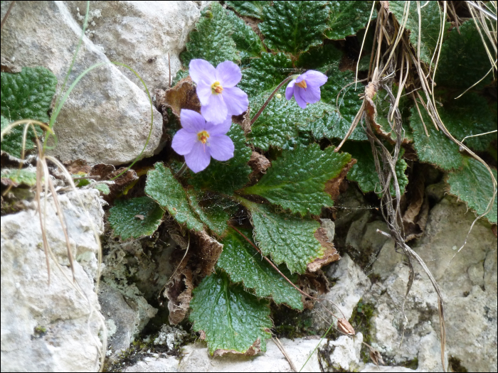 Ramonda myconi (L.) (=R. pyrenaïca)