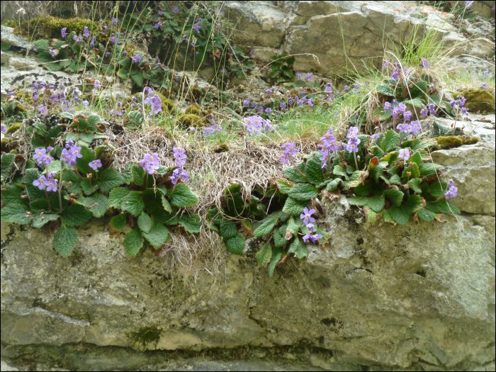 Ramonda myconi (L.) (=R. pyrenaïca)