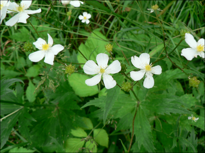 Ranunculus aconitifolius L.