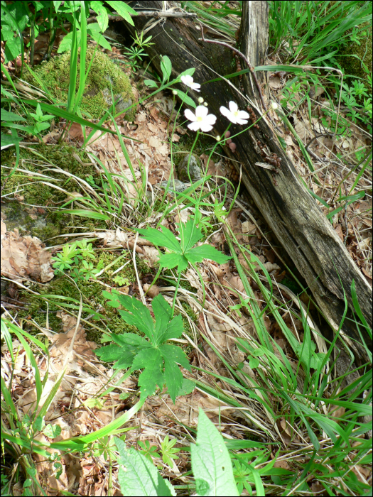 Ranunculus aconitifolius L.