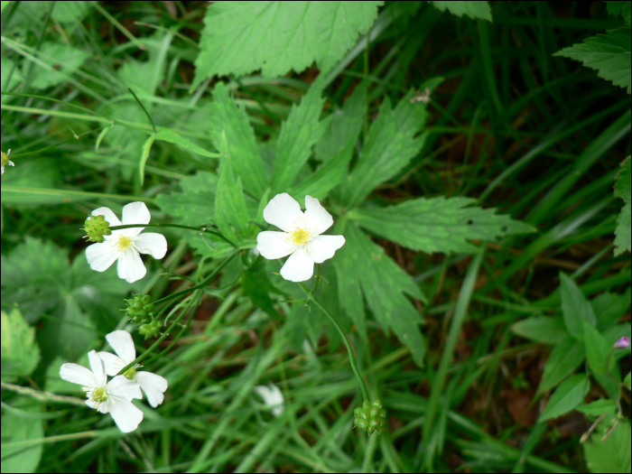 Ranunculus aconitifolius L.