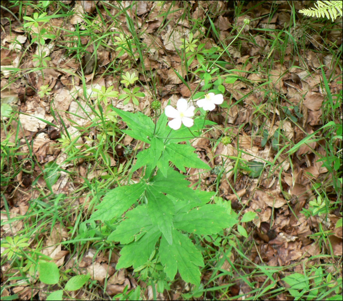 Ranunculus aconitifolius L.