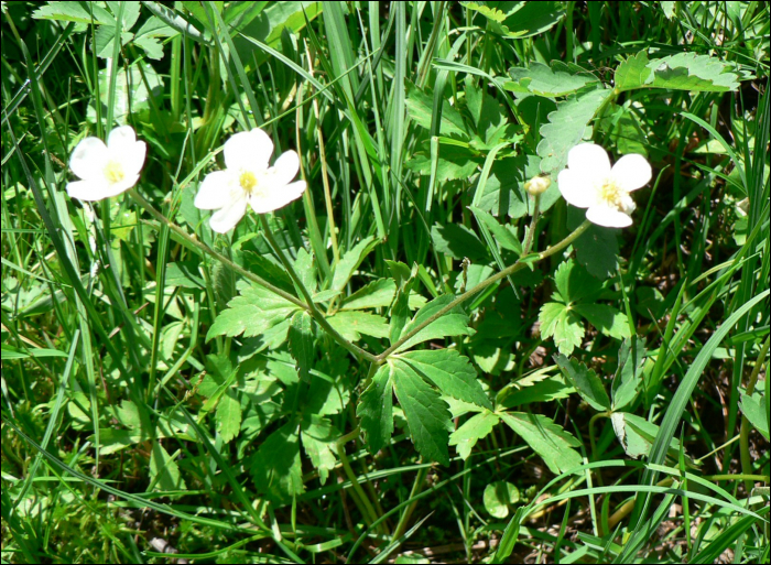 Ranunculus aconitifolius L.