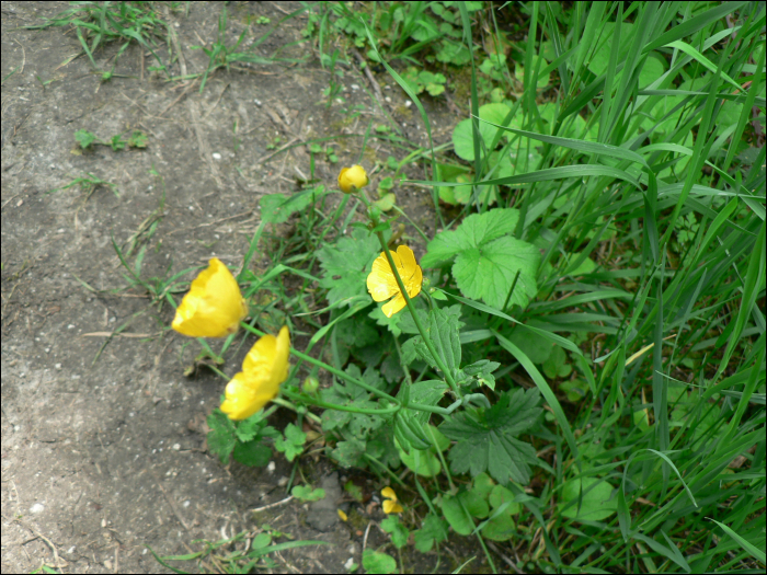 Ranunculus acris L.