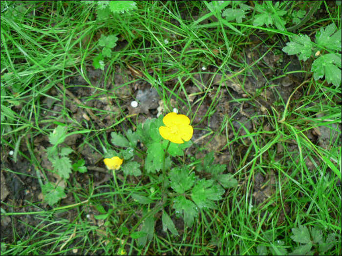 Ranunculus acris L.