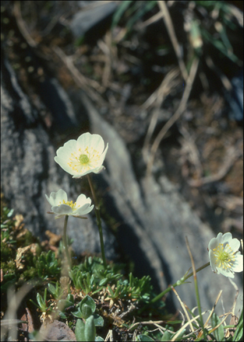Ranunculus alpestris L.