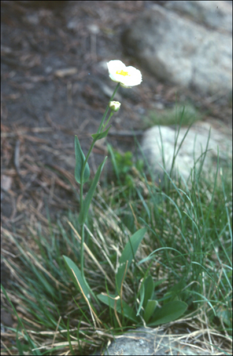 Ranunculus amplexicaulis L.