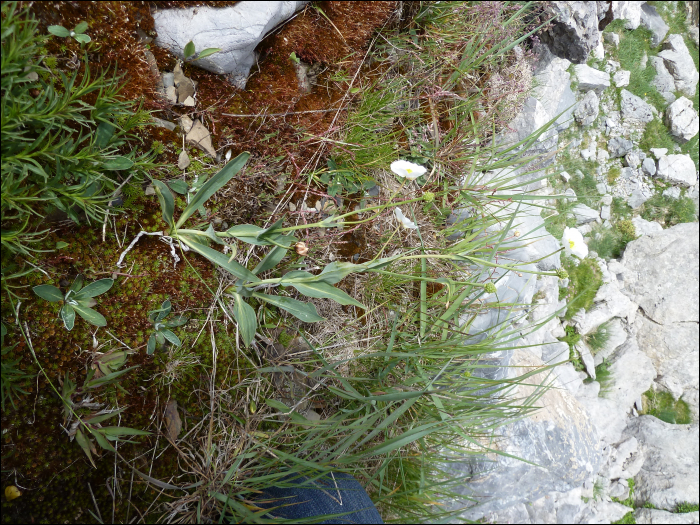 Ranunculus amplexicaulis L.