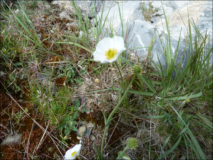 Ranunculus amplexicaulis L.