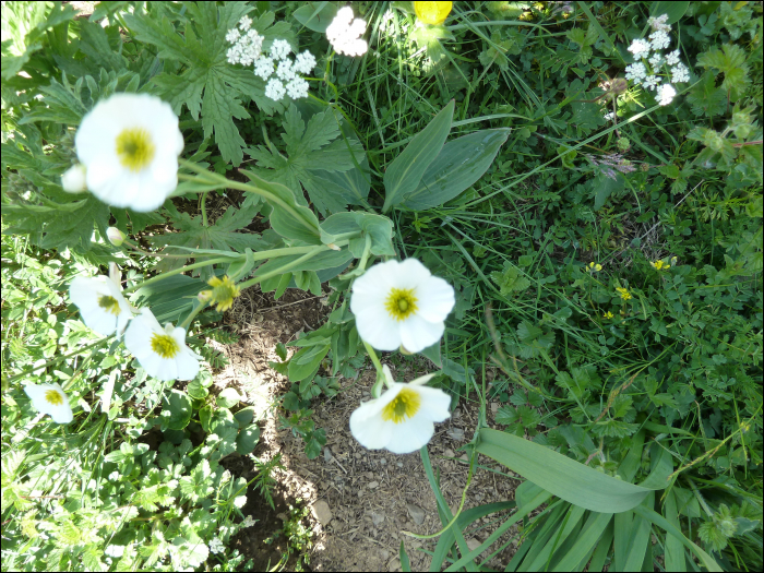 Ranunculus amplexicaulis L.