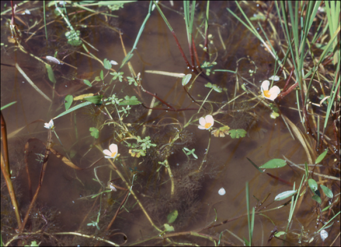 Ranunculus aquatilis L. 