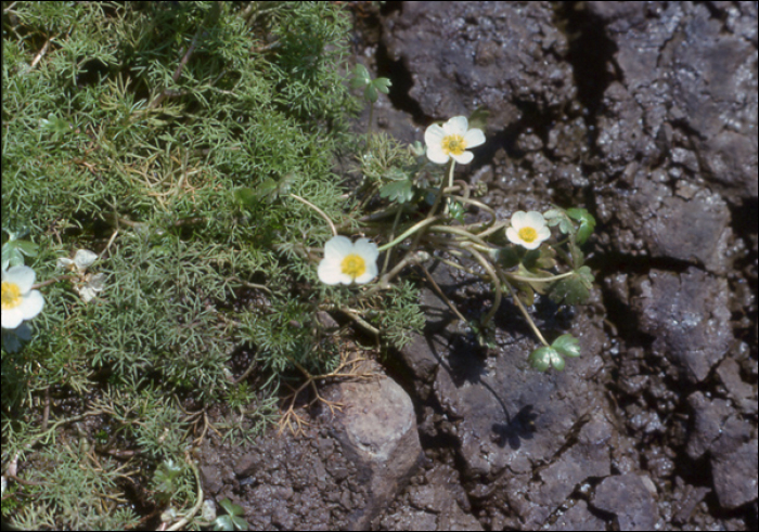 Ranunculus aquatilis L. 