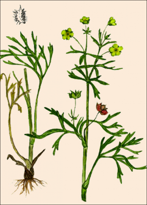 Ranunculus arvensis L.