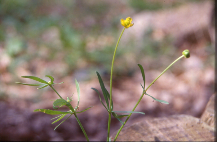 Ranunculus auricomus L.