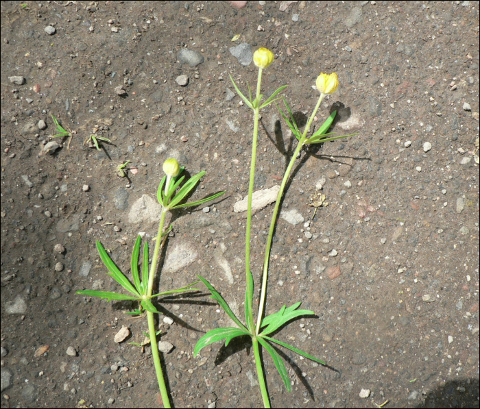 Ranunculus auricomus L.